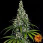 Preview: Barney's Farm 3x Amnesia Haze Auto Samen - 80% Sativa 20% Indica