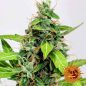 Preview: Barney's Farm 3x LSD Auto Samen - 30% Sativa 70% Indica