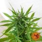 Preview: Barney's Farm 3x Zkittlez OG Auto Samen - 50% Sativa 50% Indica