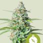 Preview: Royal Queen Seeds 3x Northern Light Auto Samen - 0% Sativa 80% Indica Ruderalis 20%