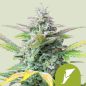 Preview: Royal Queen Seeds 3x Quick One Auto Samen - 10% Sativa 60% Indica Ruderalis 30%