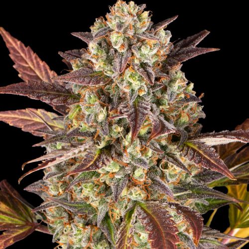 Amnesia Haze Auto mit Sativa/Indica 80%/20%, 23% THC - 3 St.