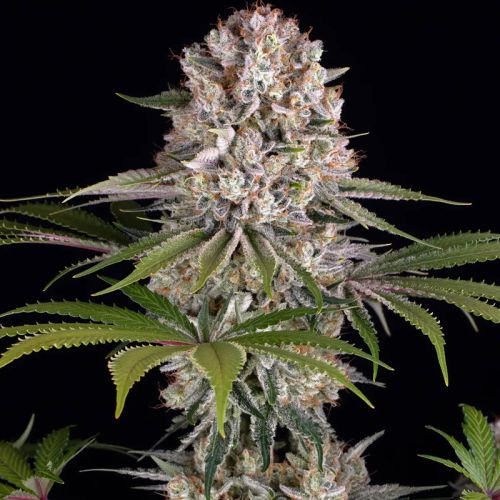 Amnesia Haze mit Sativa/Indica 80%/20%, 24% THC - 3 St.