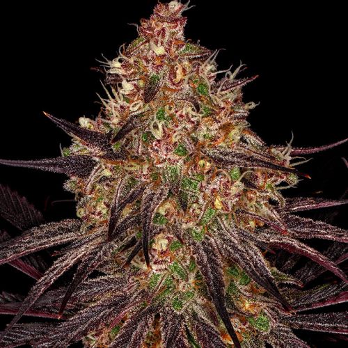 Ayahuasca Purple mit Sativa/Indica 0%/100%, 22% THC - 3 St.