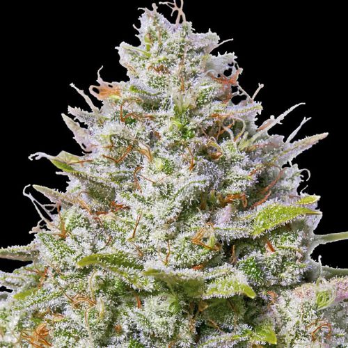 Blue Gelato 41 mit Sativa/Indica 40%/60%, 26% THC - 3 St.