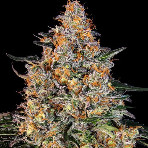 Bubba Kush mit Sativa/Indica 30%/70%, 29% THC - 3 St.