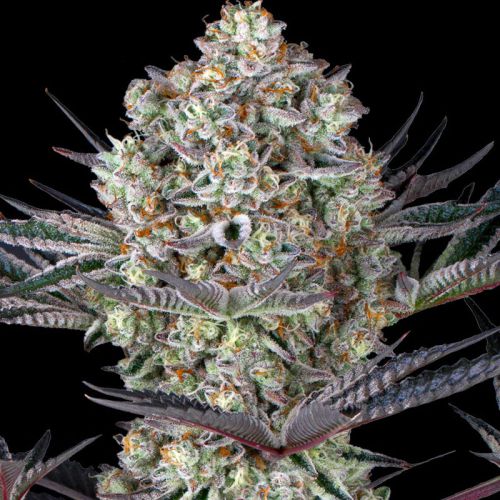 Dos Si Dos 33 mit Sativa/Indica 40%/60%, 28% THC - 3 St.