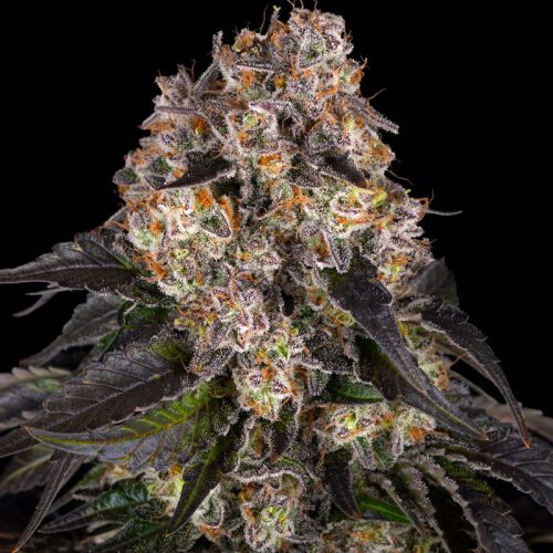 Girl Scout Cookies mit Sativa/Indica 30%/70%, 28% THC - 3 St.