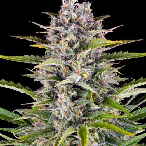 Gorilla Zkittlez Auto mit Sativa/Indica 25%/75%, 25% THC - 3 St.