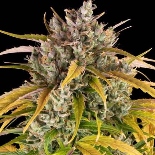 LSD Auto mit Sativa/Indica 30%/70%, 24% THC - 3 St.