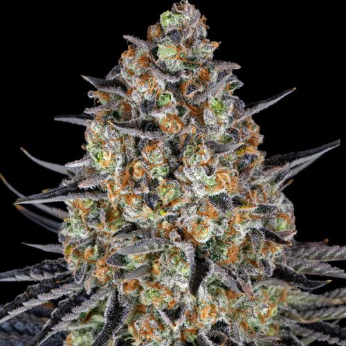 LSD mit Sativa/Indica 30%/70%, 26% THC - 3 St.