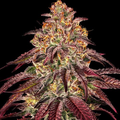 Mimosa X Orange Punch Auto mit Sativa/Indica 40%/60%, 24% THC - 3 St.