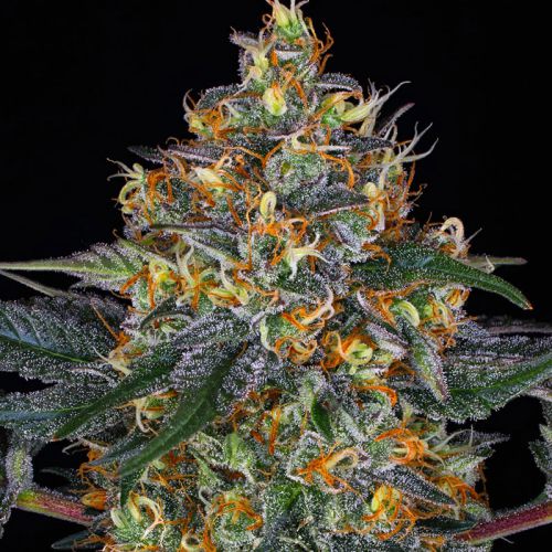 Moby Dick Auto mit Sativa/Indica 70%/30%, 23% THC - 3 St.
