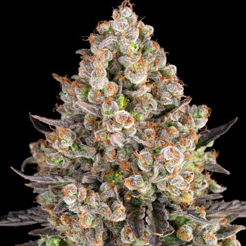 OG Kush mit Sativa/Indica 30%/70%, 24% THC - 3 St.