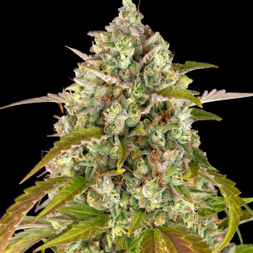 Pineapple Express Auto mit Sativa/Indica 30%/70%, 24% THC - 3 St.