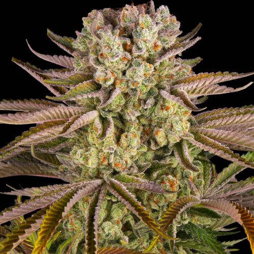 Pineapple Express mit Sativa/Indica 60%/40%, 26% THC - 3 St.