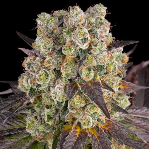 Purple Punch X Lemon Drizzle mit Sativa/Indica 45%/55%, 32% THC - 3 St.