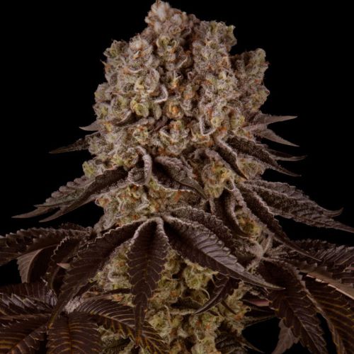 Purple Punch mit Sativa/Indica 10%/90%, 26% THC - 3 St.