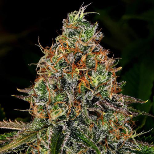 Tangerine Dream Auto mit Sativa/Indica 60%/40%, 21% THC - 3 St.
