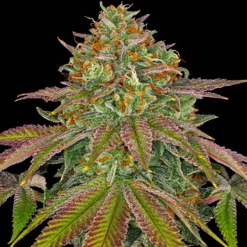 Wedding Cake mit Sativa/Indica 20%/80%, 24% THC - 3 St.