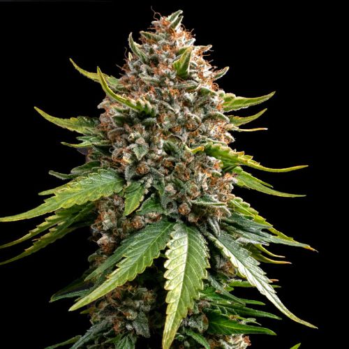White Widow XXL Auto mit Sativa/Indica 30%/70%, 23% THC - 3 St.