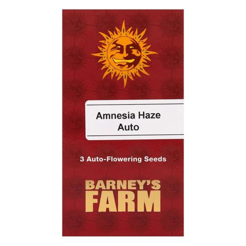 Barney's Farm 3x Amnesia Haze Auto Samen - 80% Sativa 20% Indica