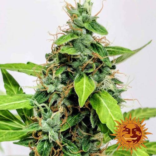 Barney's Farm 3x LSD Auto Samen - 30% Sativa 70% Indica