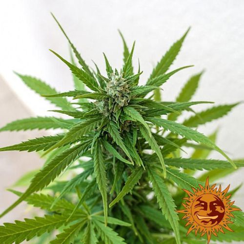 Barney's Farm 3x Zkittlez OG Auto Samen - 50% Sativa 50% Indica