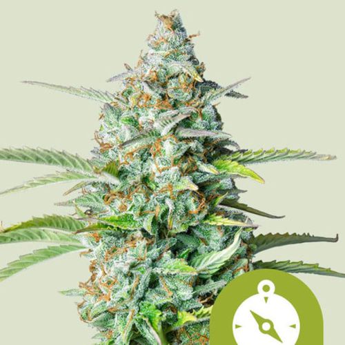 Royal Queen Seeds 3x Northern Light Auto Samen - 0% Sativa 80% Indica Ruderalis 20%