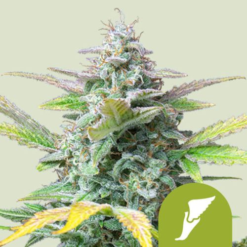 Royal Queen Seeds 3x Quick One Auto Samen - 10% Sativa 60% Indica Ruderalis 30%