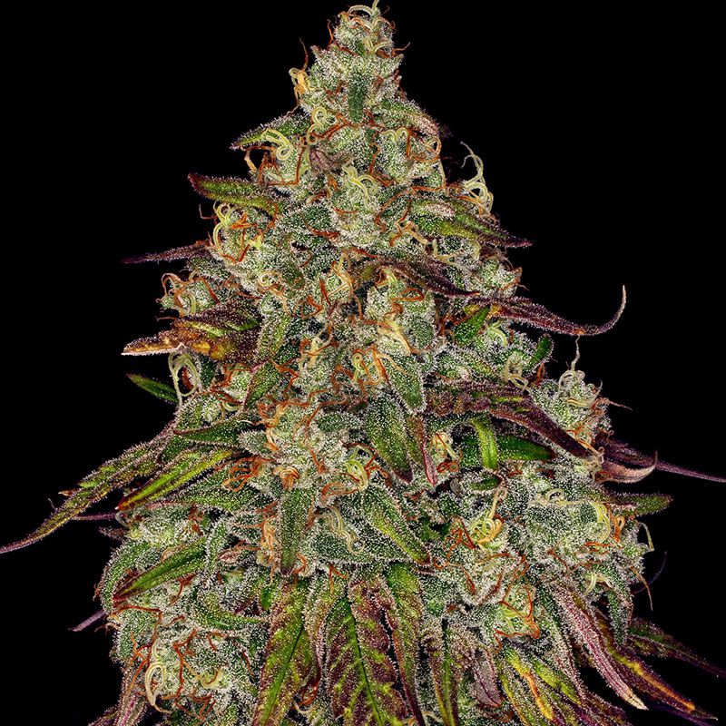 Amnesia Lemon mit Sativa/Indica 60%/40%, 22% THC - 3 St.