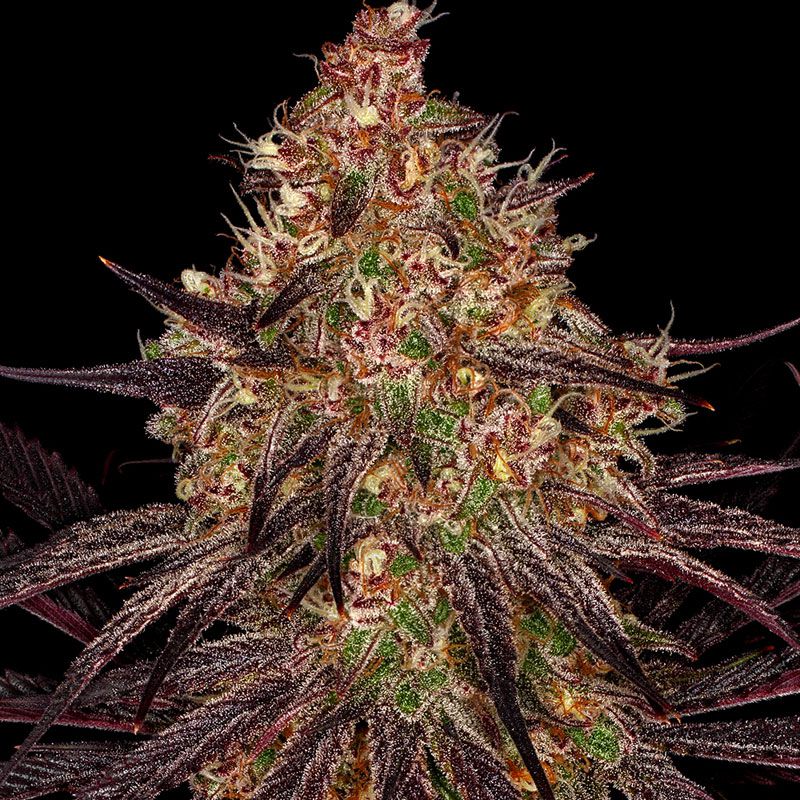 Ayahuasca Purple mit Sativa/Indica 0%/100%, 22% THC - 3 St.