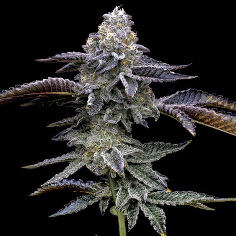 Blue Dream mit Sativa/Indica 60%/40%, 26% THC - 3 St.