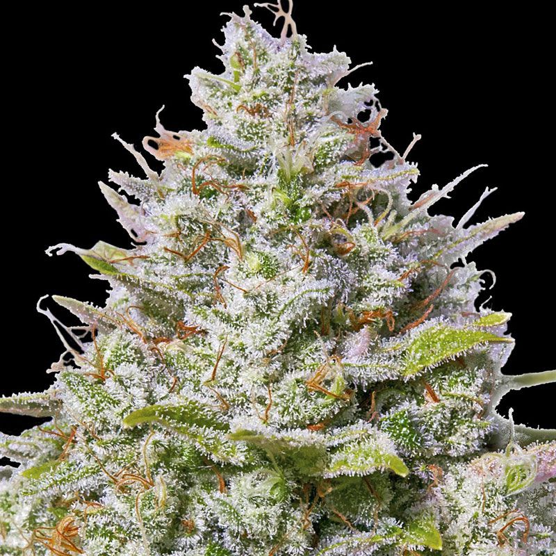 Blue Gelato 41 mit Sativa/Indica 40%/60%, 26% THC - 3 St.