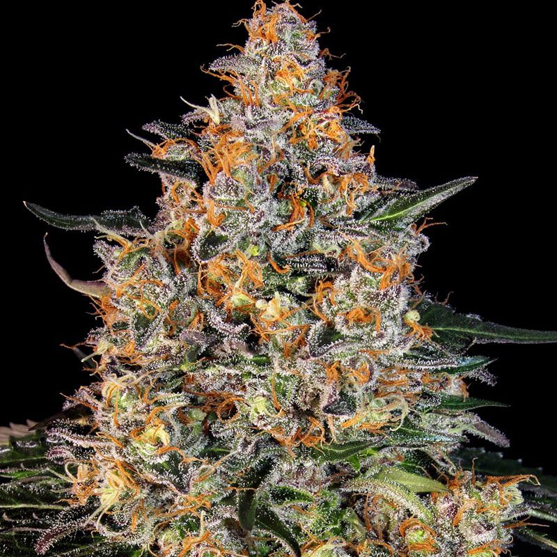 Bubba Kush mit Sativa/Indica 30%/70%, 29% THC - 3 St.