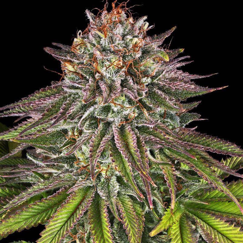 Critical Kush mit Sativa/Indica 0%/100%, 26% THC - 3 St.