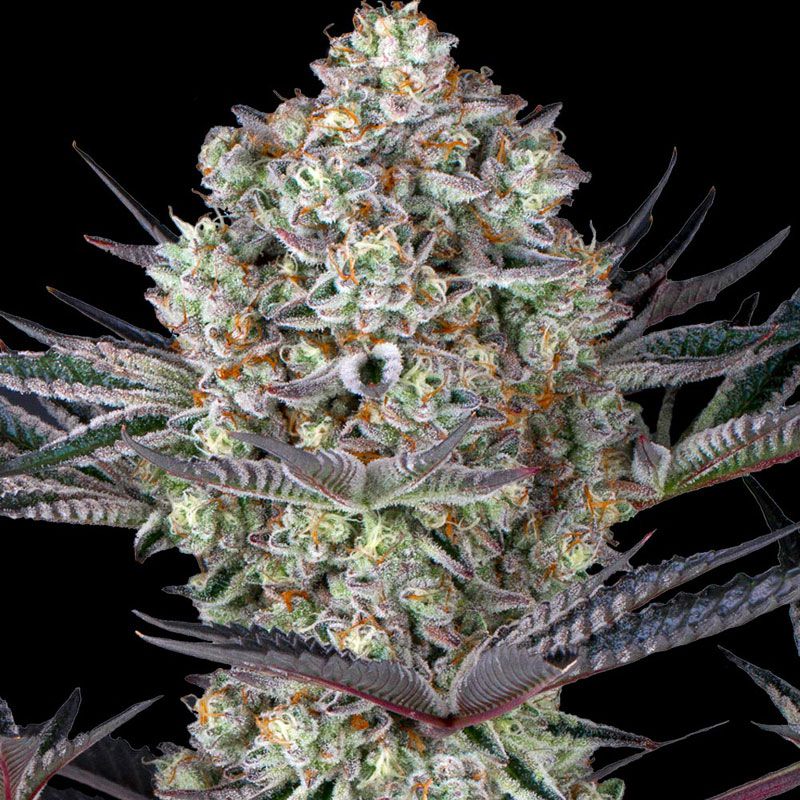 Dos Si Dos 33 mit Sativa/Indica 40%/60%, 28% THC - 3 St.