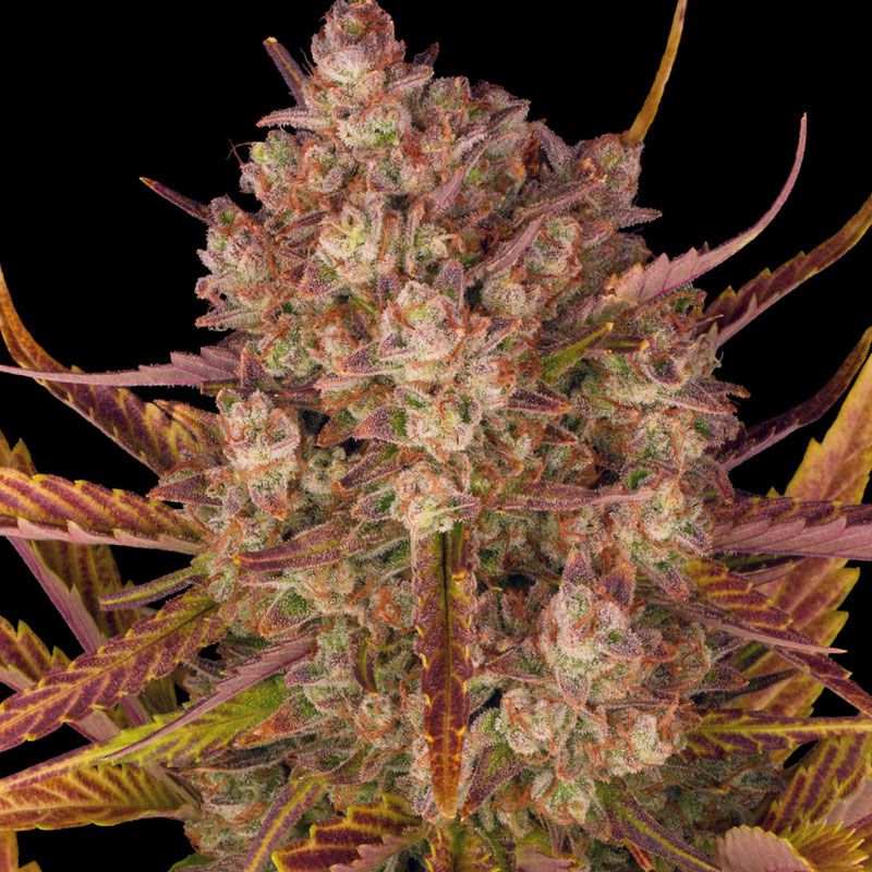 Dos SI Dos Auto mit Sativa/Indica 35%/65%, 23% THC - 3 St.