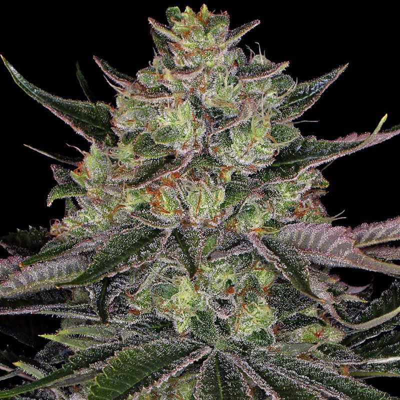 Gorilla Zkittlez mit Sativa/Indica 40%/60%, 26% THC - 3 St.