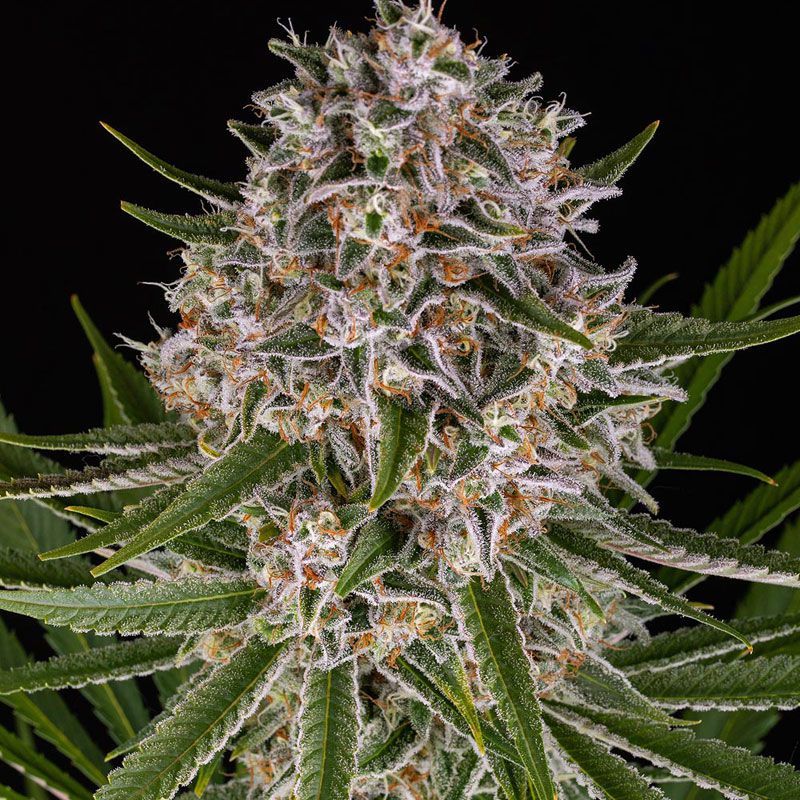 Lemon Haze Auto mit Sativa/Indica 70%/30%, 24% THC - 3 St.