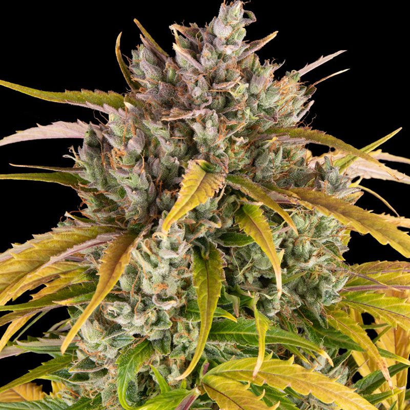 LSD Auto mit Sativa/Indica 30%/70%, 24% THC - 3 St.