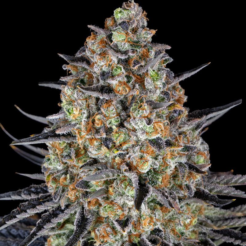 LSD mit Sativa/Indica 30%/70%, 26% THC - 3 St.