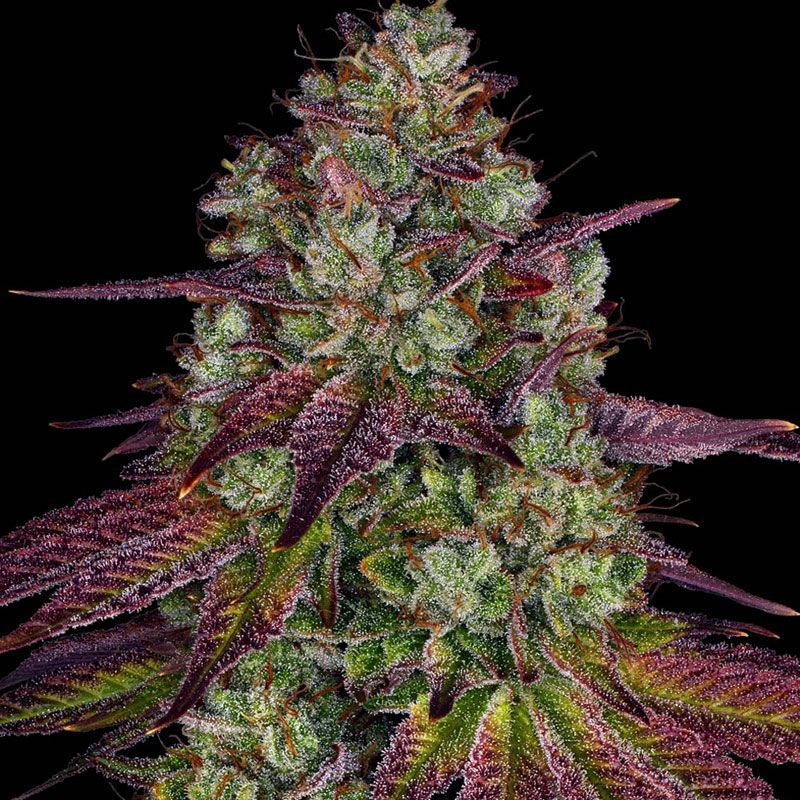 Mimosa Evo mit Sativa/Indica 40%/60%, 30% THC - 3 St.