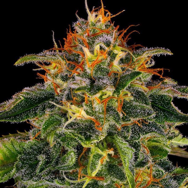 Moby Dick mit Sativa/Indica 75%/25%, 27% THC - 3 St.