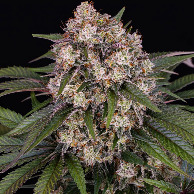 OG Kush Auto mit Sativa/Indica 20%/80%, 24% THC - 3 St.