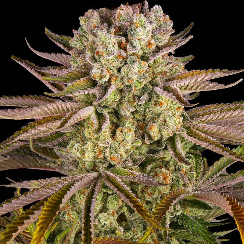 Pineapple Express mit Sativa/Indica 60%/40%, 26% THC - 3 St.