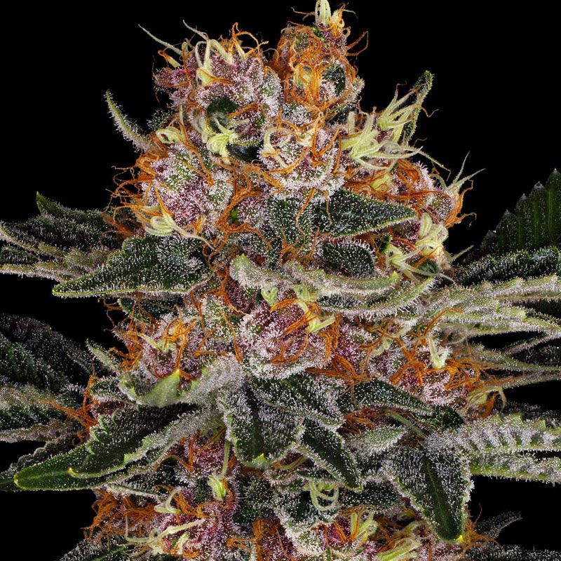 Purple Punch Auto mit Sativa/Indica 20%/80%, 22% THC - 3 St.