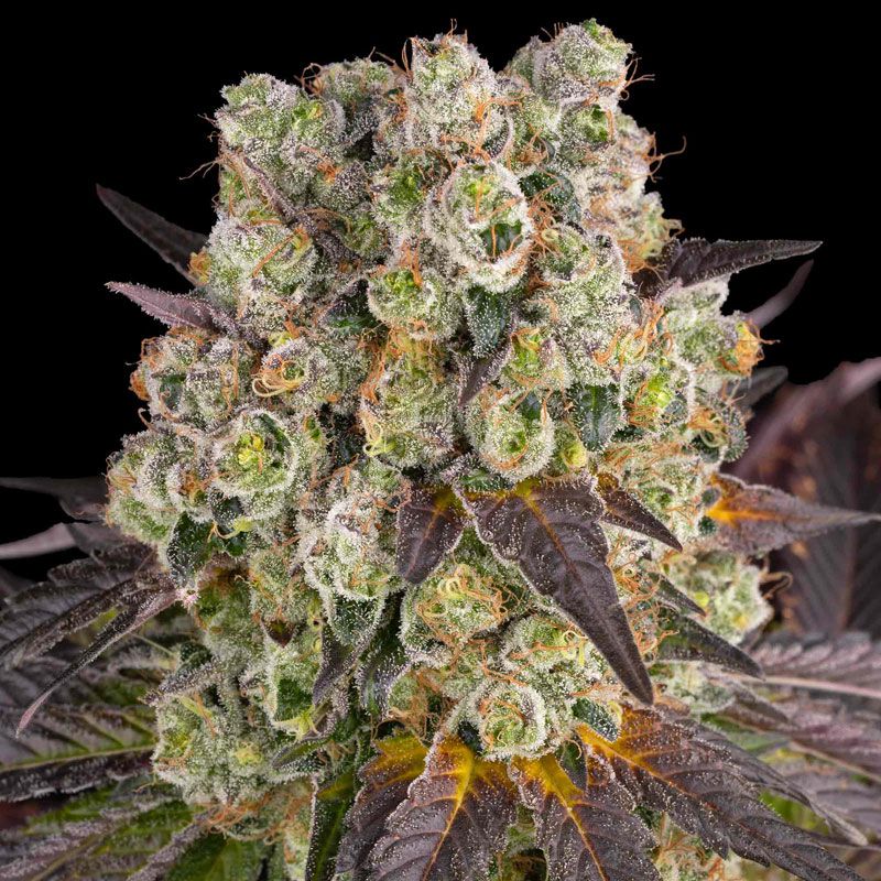 Purple Punch X Lemon Drizzle mit Sativa/Indica 45%/55%, 32% THC - 3 St.