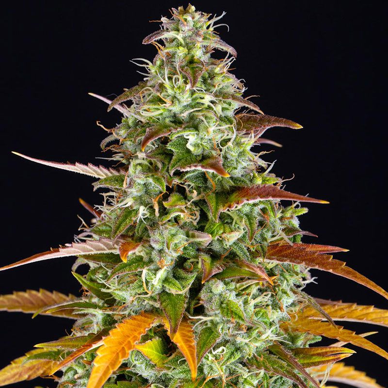 Watermelon Zkittlez Auto mit Sativa/Indica 40%/60%, 26% THC - 3 St.