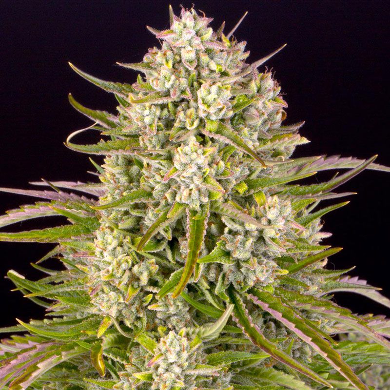Wedding Cake Auto mit Sativa/Indica 35%/65%, 26% THC - 3 St.